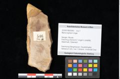 Foto (Objekt + Etikett) von Myrica lignitum Unger (NHMW-GEO-2024-0188-0546)